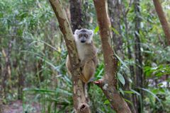 Unique Madagascar Lemuren