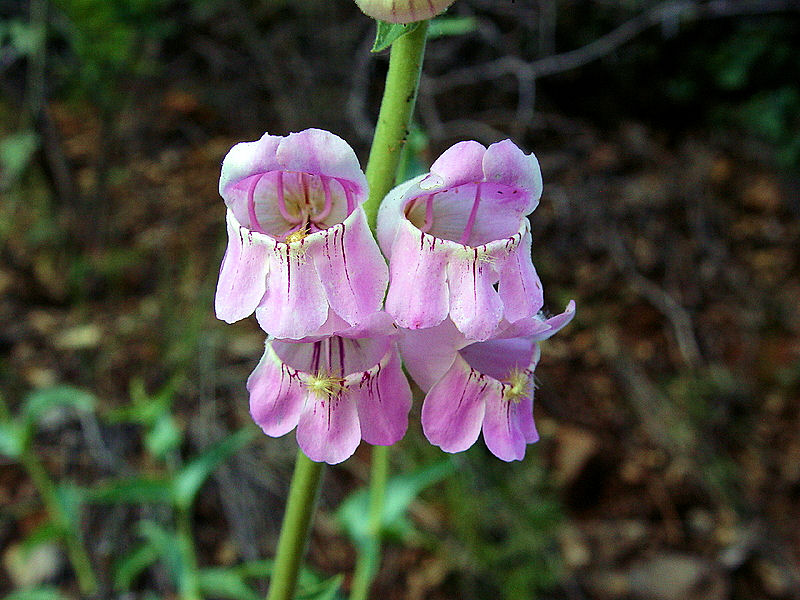 Unique Pink Flower