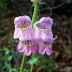 Unique Pink Flower