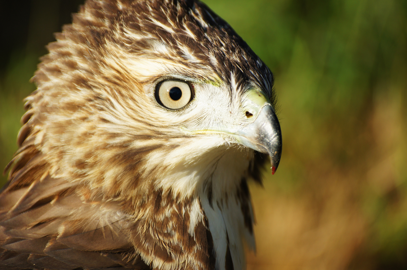 Unirritierbarer Bussard