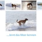 Unit und das Meer