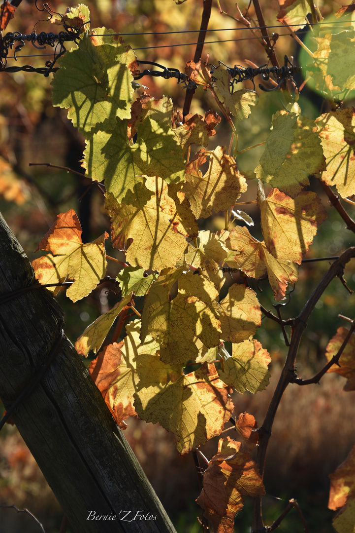 united colors du vignoble Alsacien