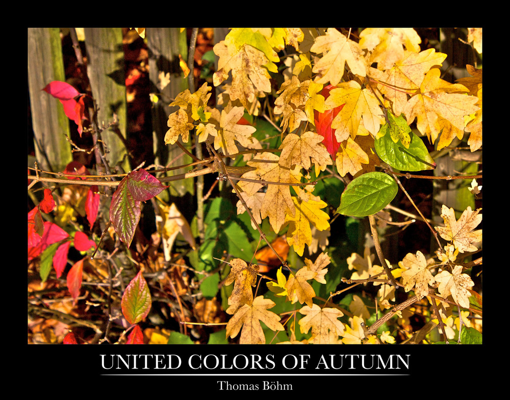 United Colors Of Autumn