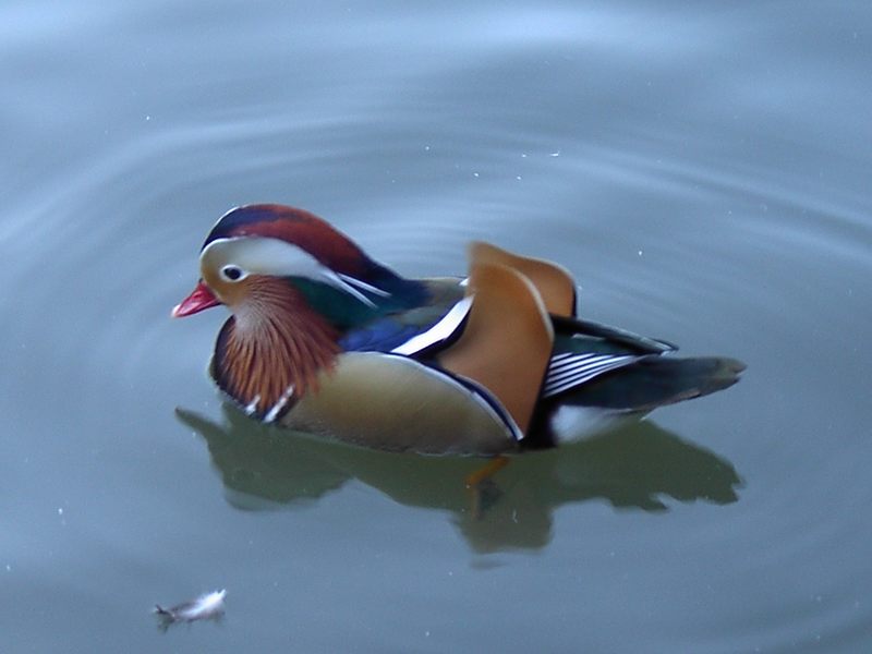 United Colors of Bennetton (Mandarinente)