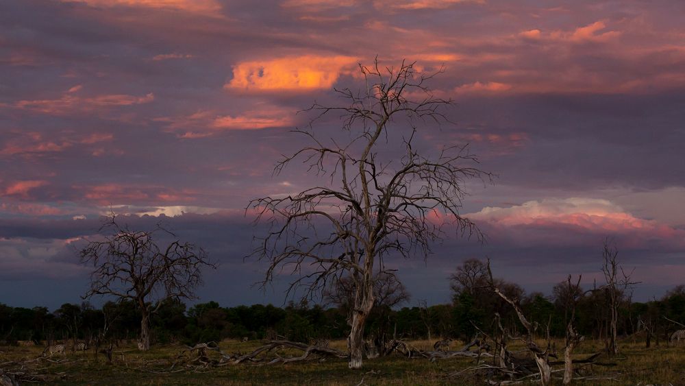 United Colors of Botswana