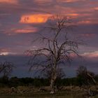 United Colors of Botswana