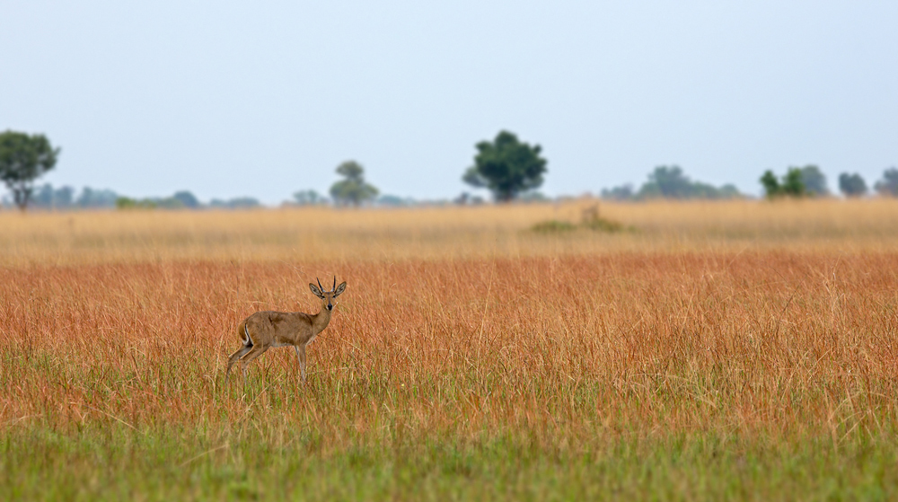 United Colors of Botswana