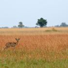 United Colors of Botswana