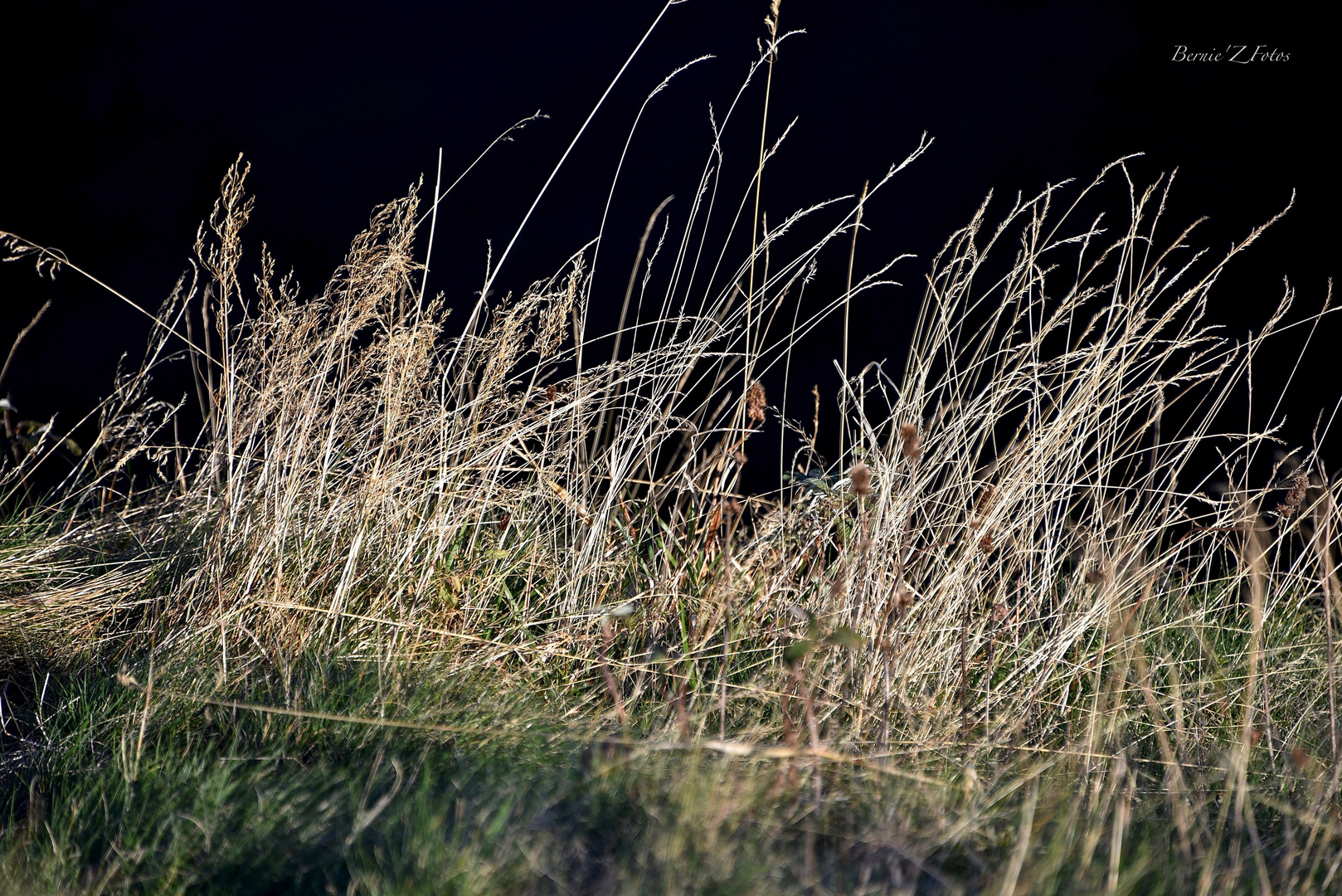 United colors of flowers and grass