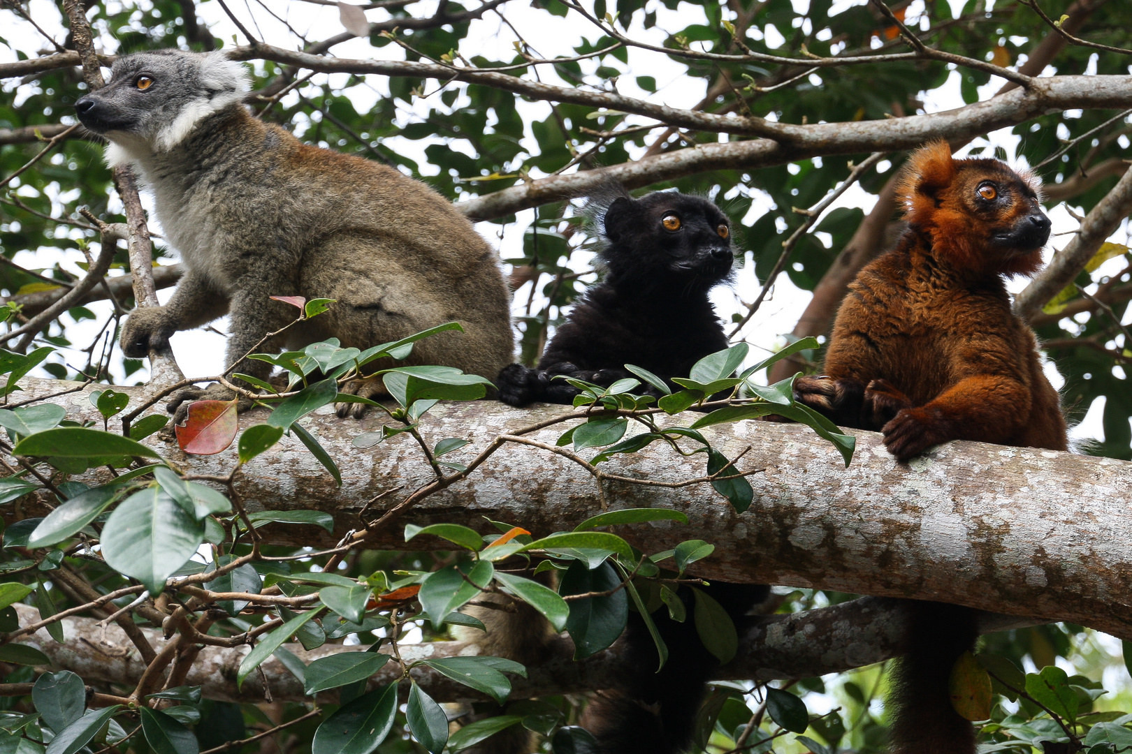 United Colors of Lemurs