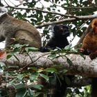 United Colors of Lemurs