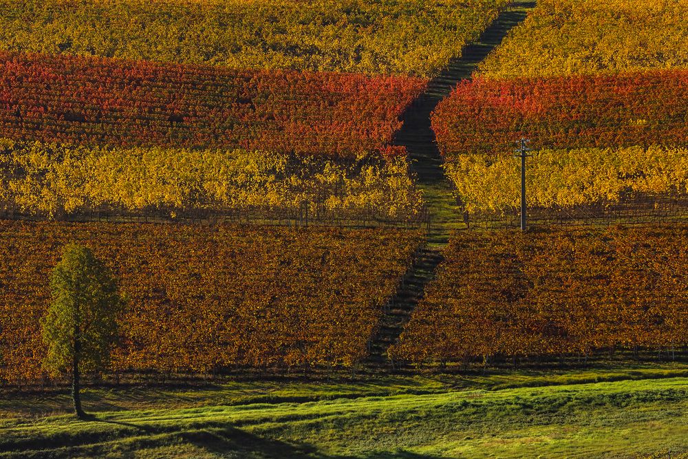 United colors of Monferrato