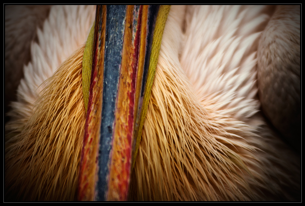 United Colors of Pelican
