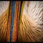 United Colors of Pelican