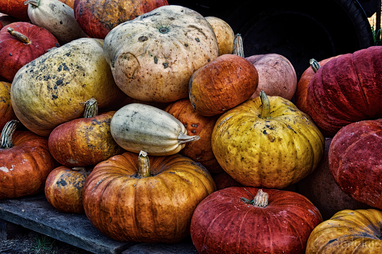 united colors of squash