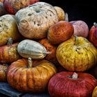 united colors of squash