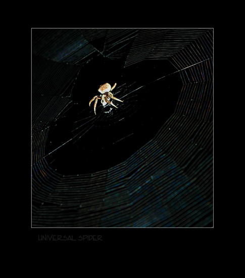 UNIVERSAL SPIDER