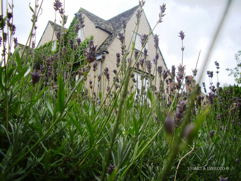 Universidad de Oxfor UK