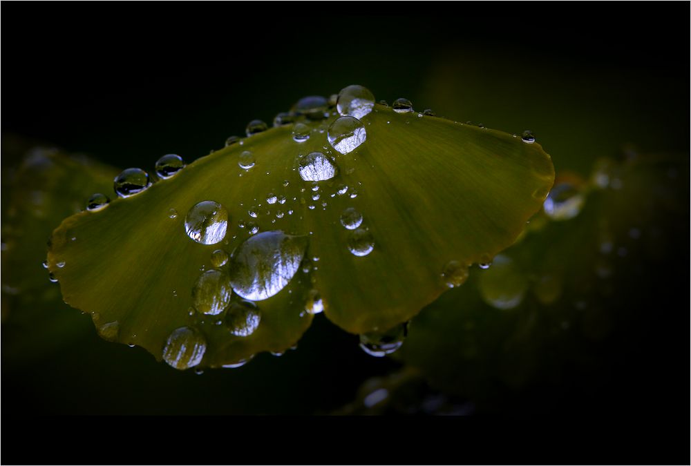 universum auf dem ginkgoblatt...