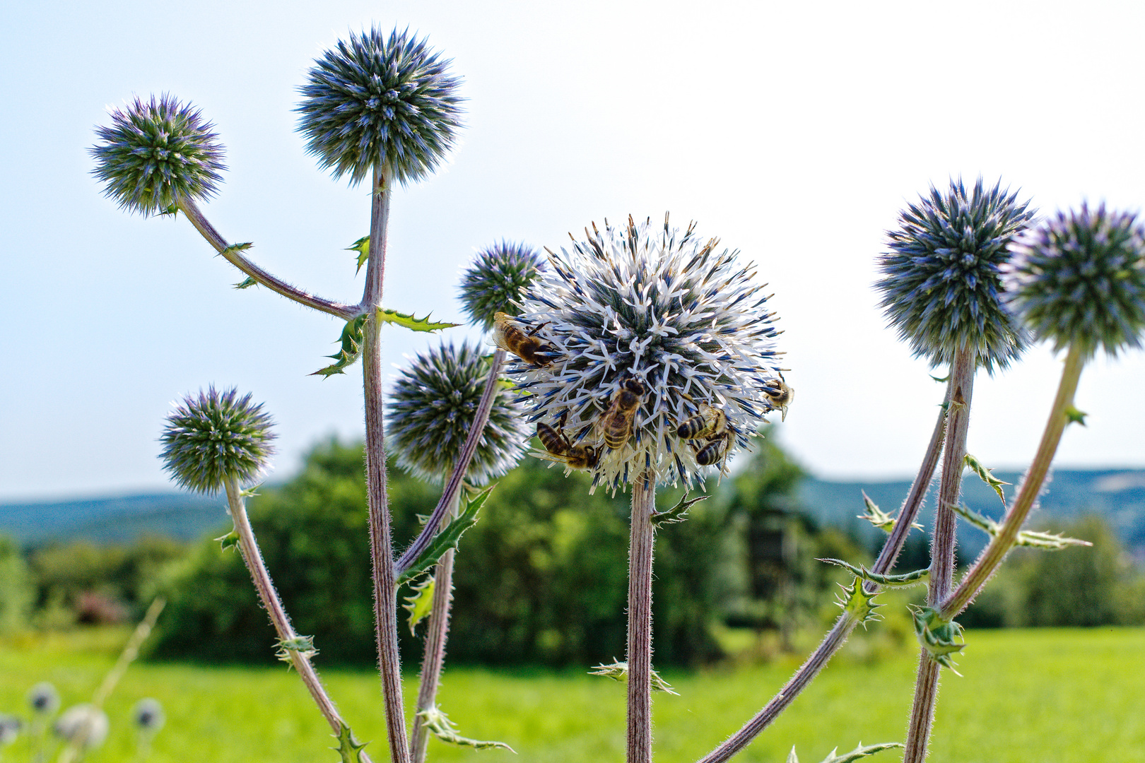 Universum der Bienen