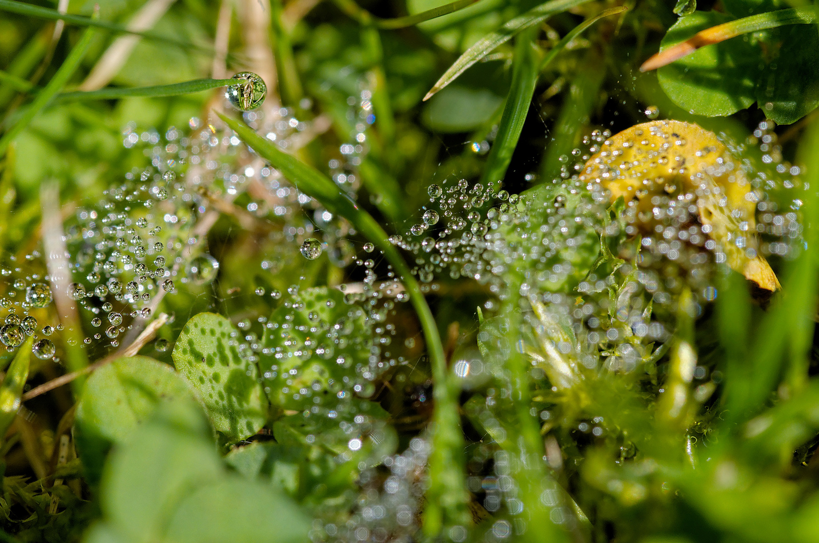 Universum in der Wiese