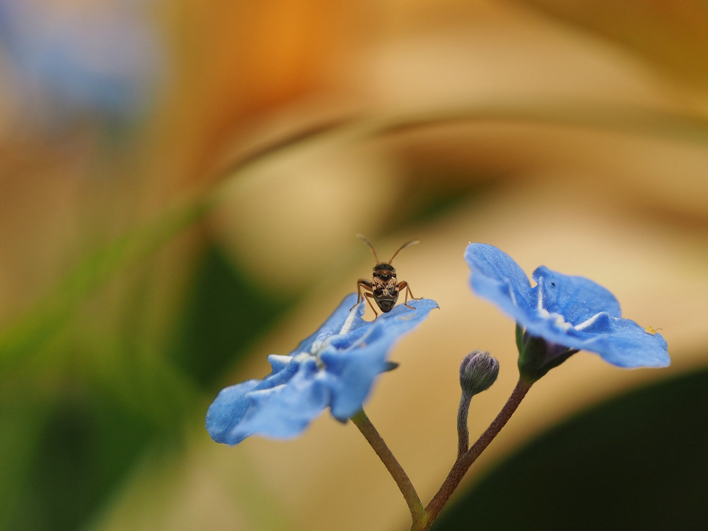 "Universum.Garten"