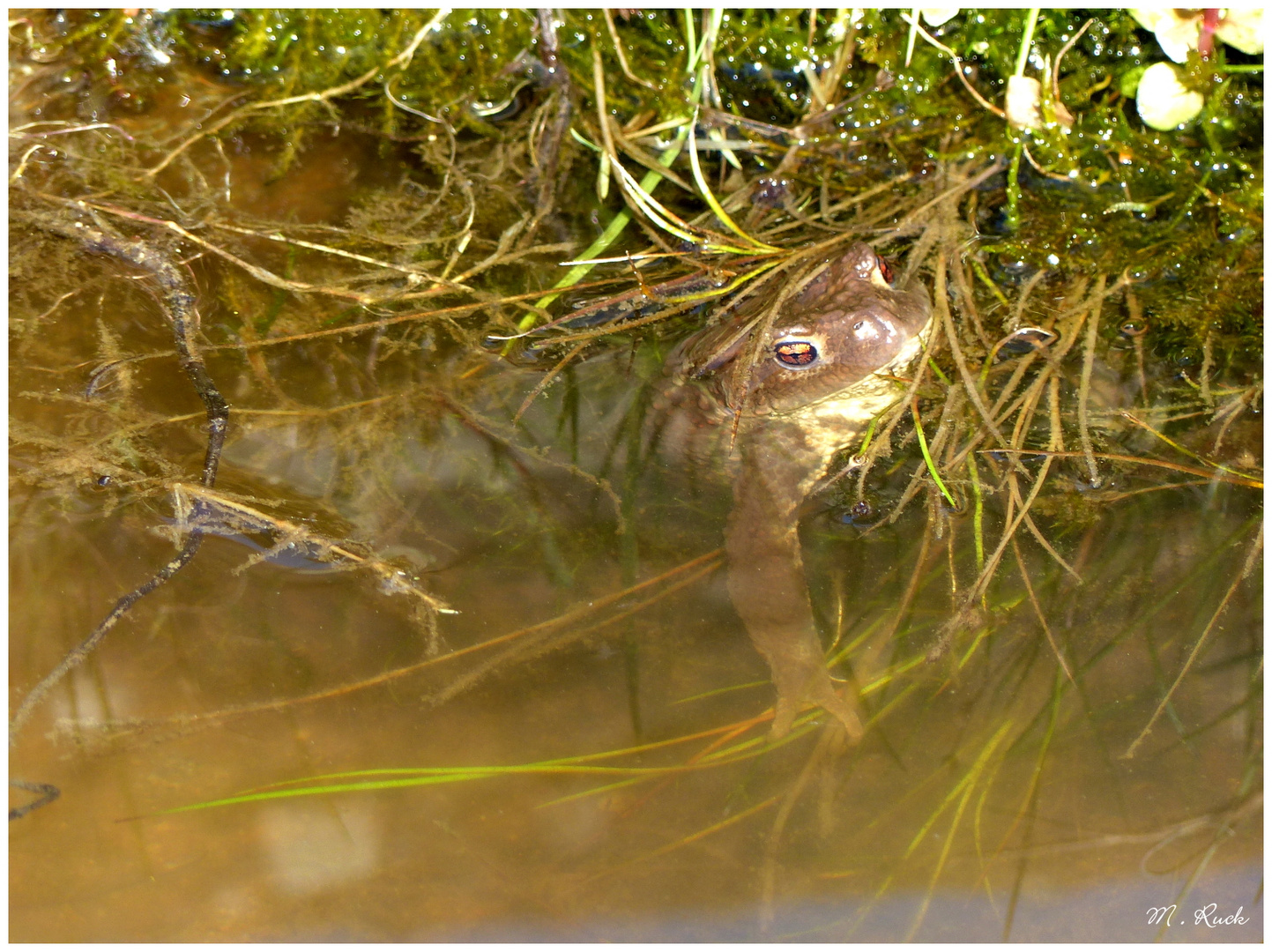 Unke im Fischteich .