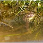 Unke im Fischteich .