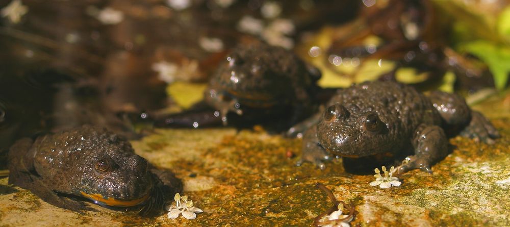 Unken sind Gesellige Kelchen beim Sonnen