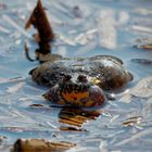 Unkenruf : Rotbauchunke, Bombina bombina - Männchen