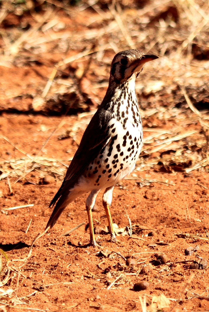 Unknown Bird Ab