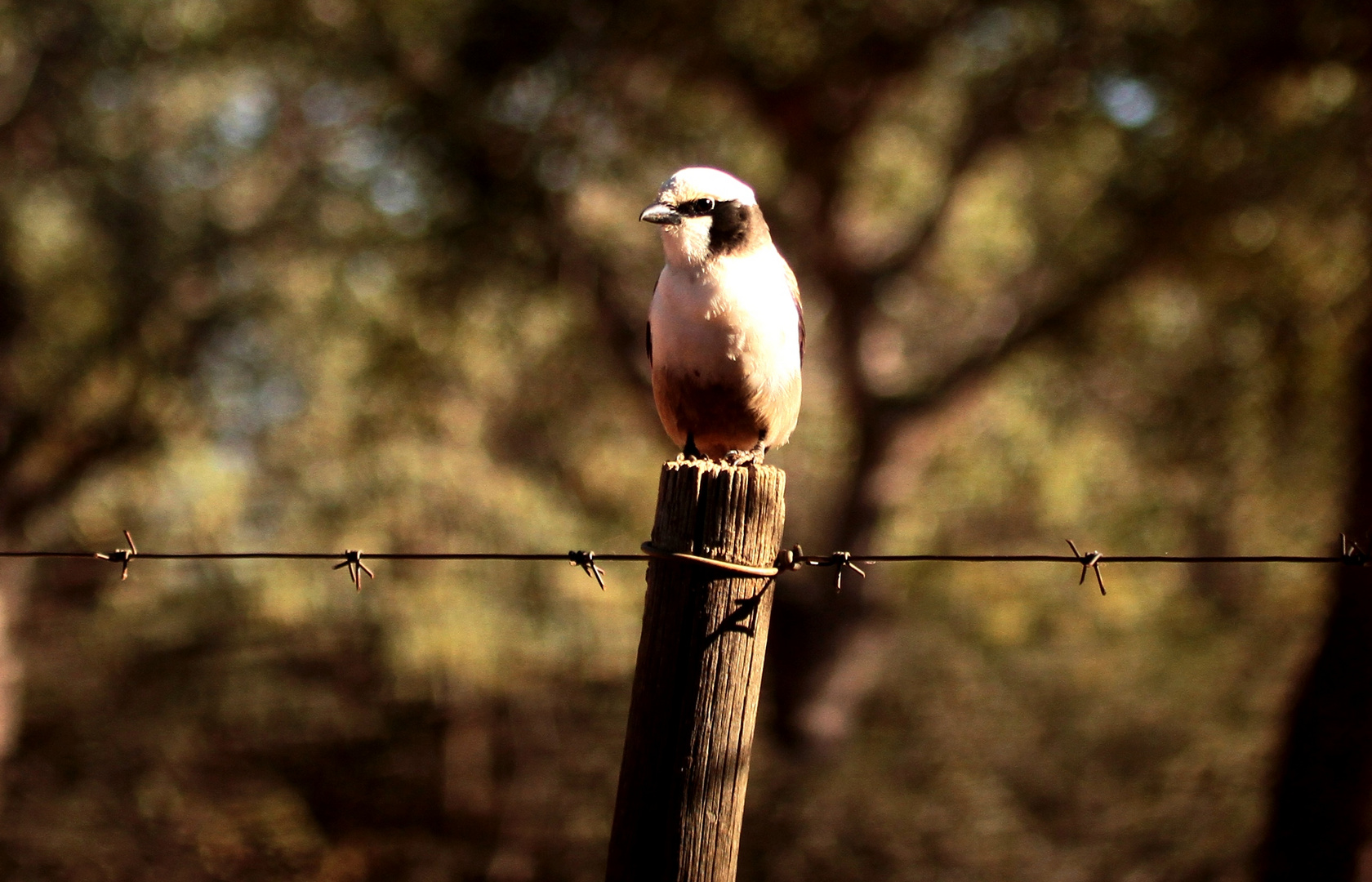 Unknown Bird Kc