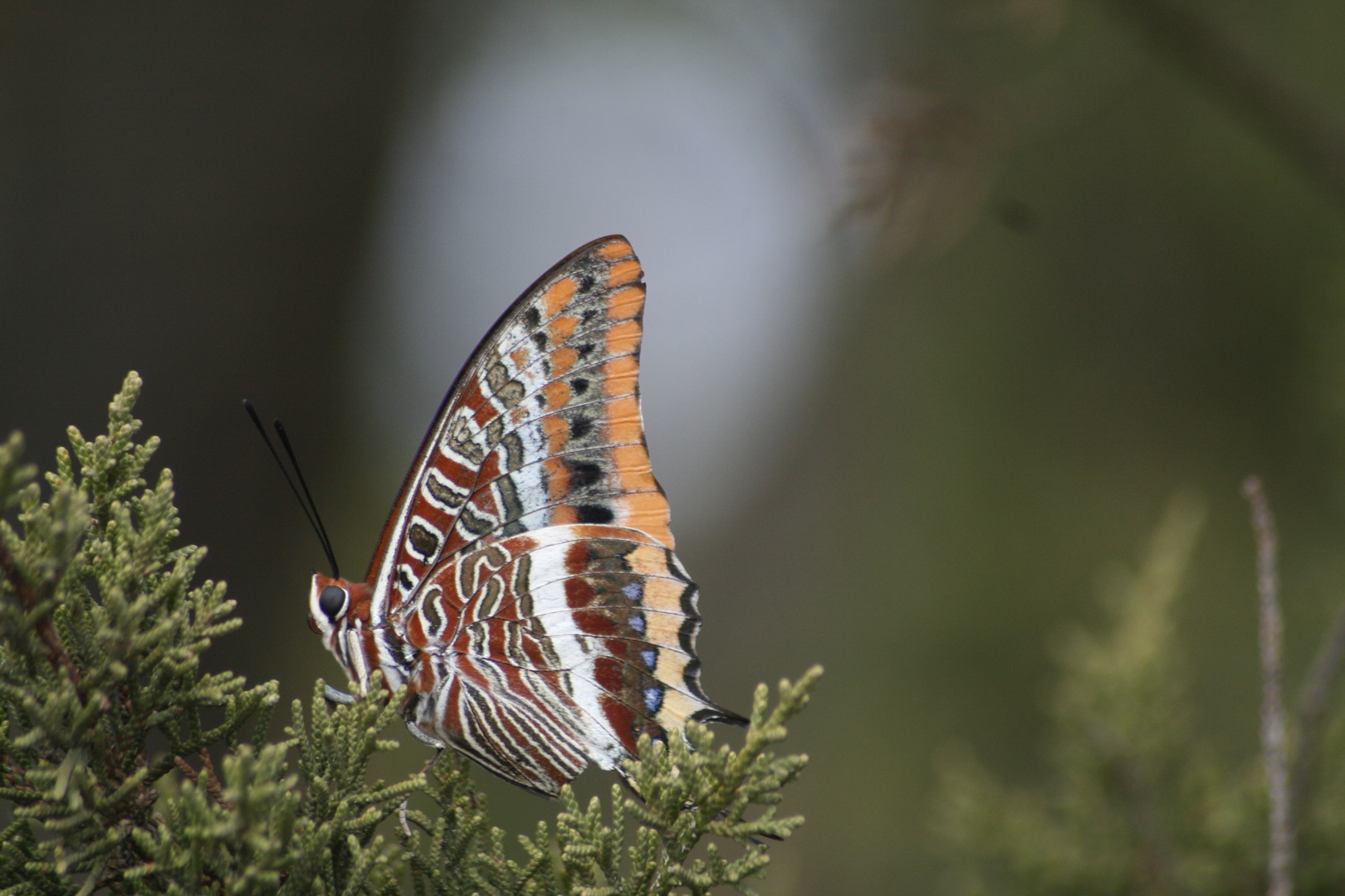 Unknown butterfly