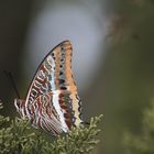 Unknown butterfly