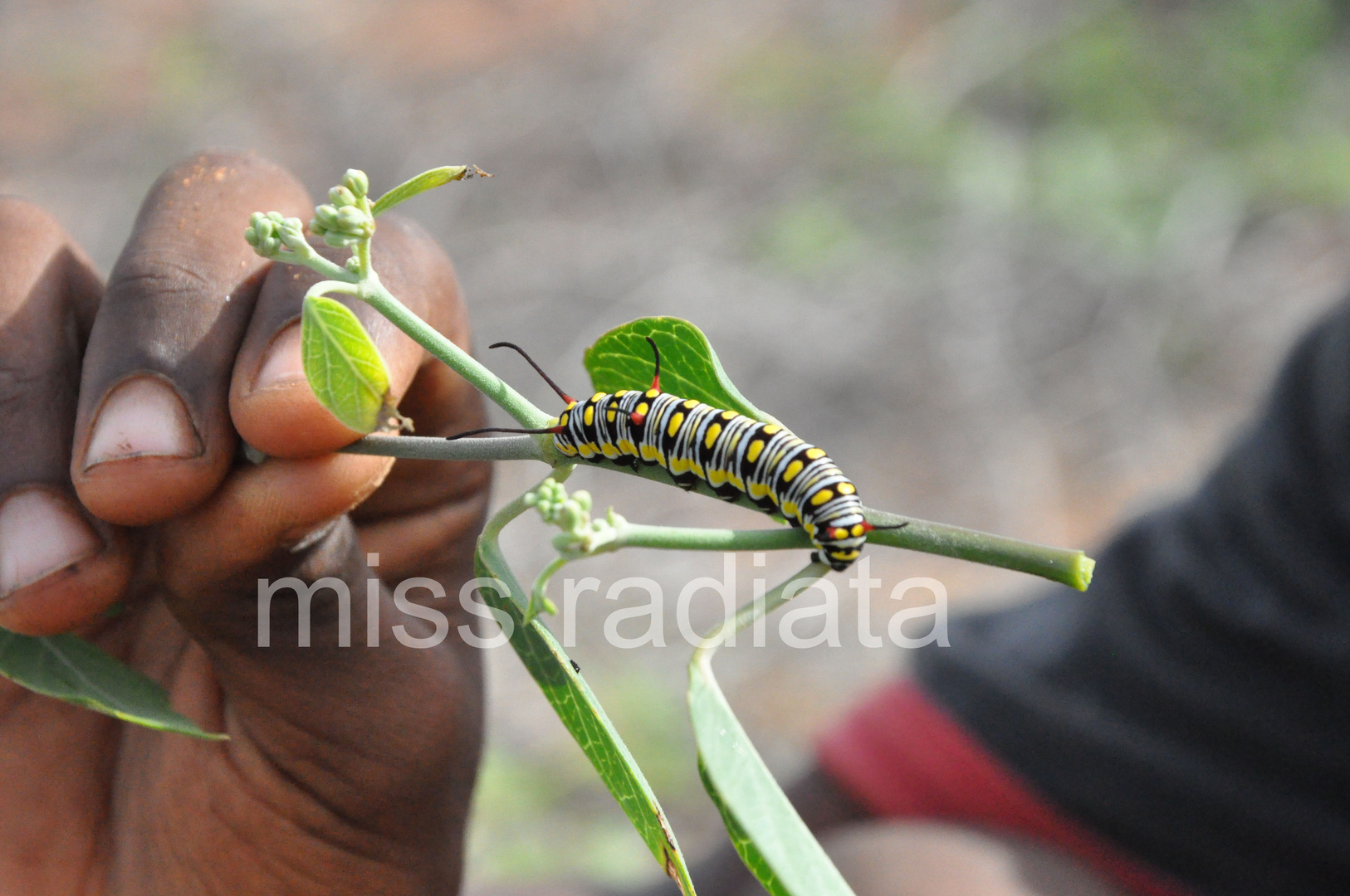 unknown caterpillar from Madagascar