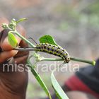 unknown caterpillar from Madagascar