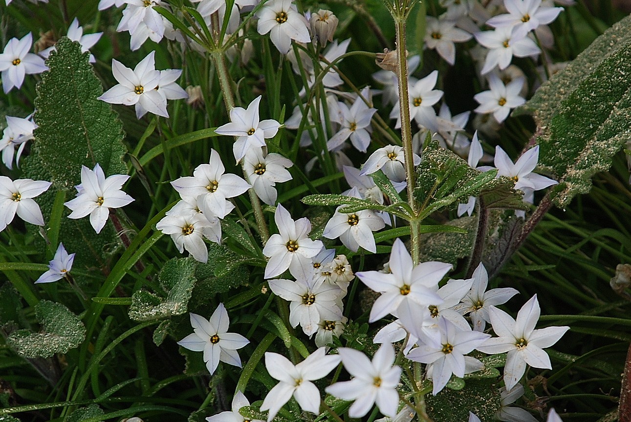 unknown flower