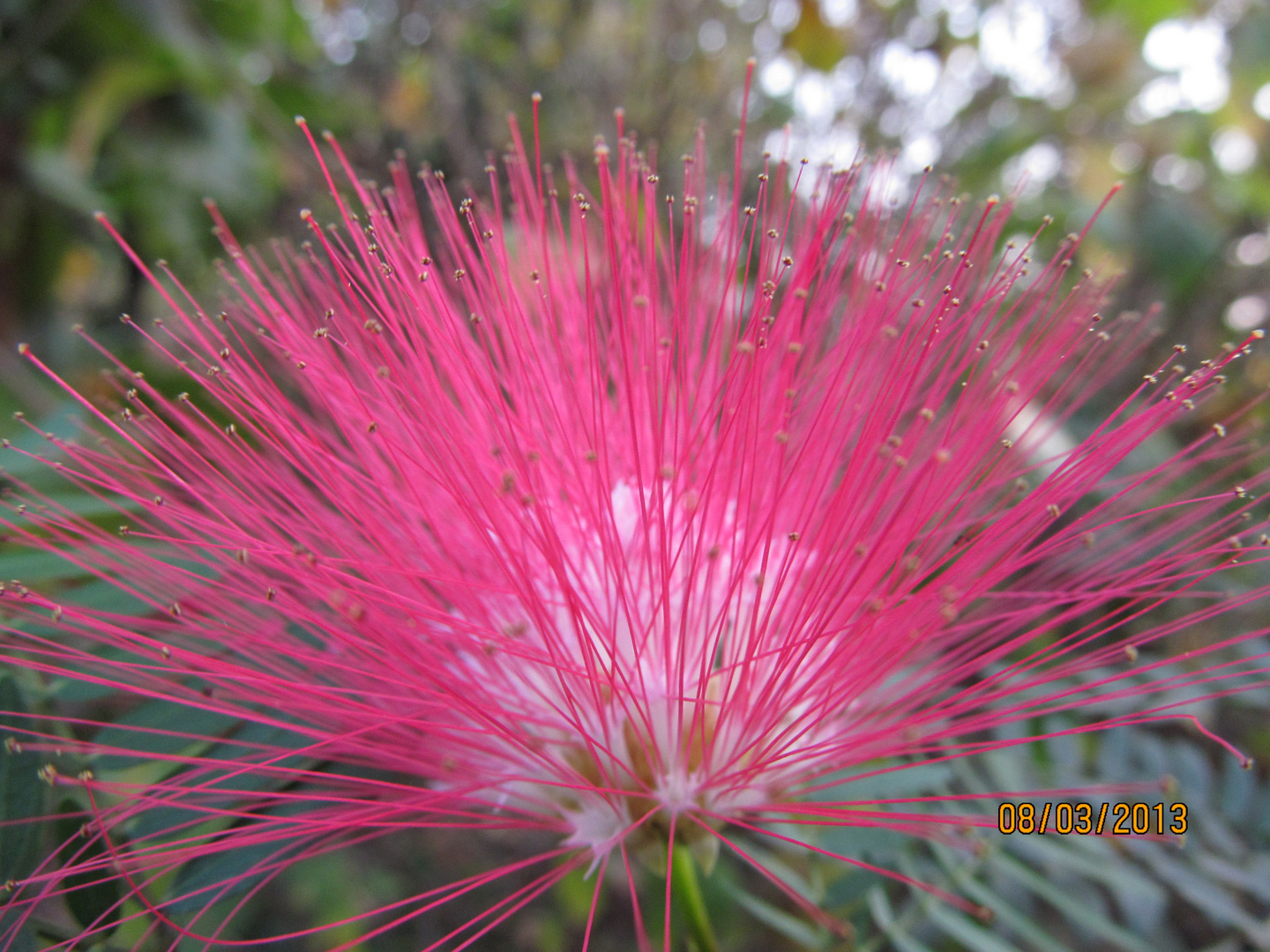 unknown flower