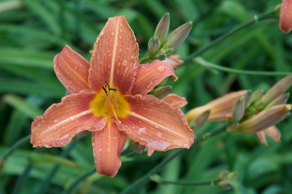 unknown flower