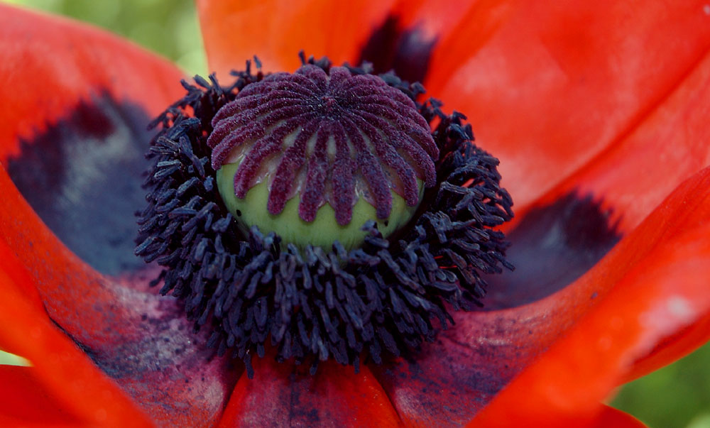 Unknown flower... reminds me of Aliens again..