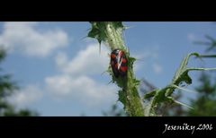 Unknown grasshopper