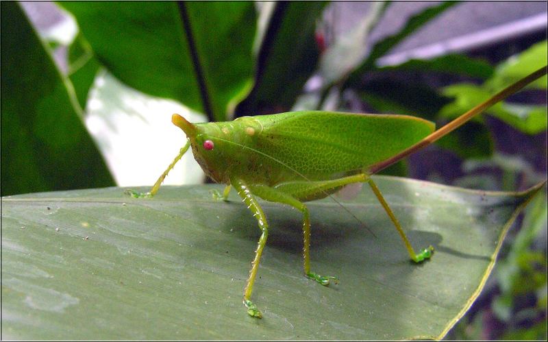 Unknown Longtail-Hopper unnamed ???