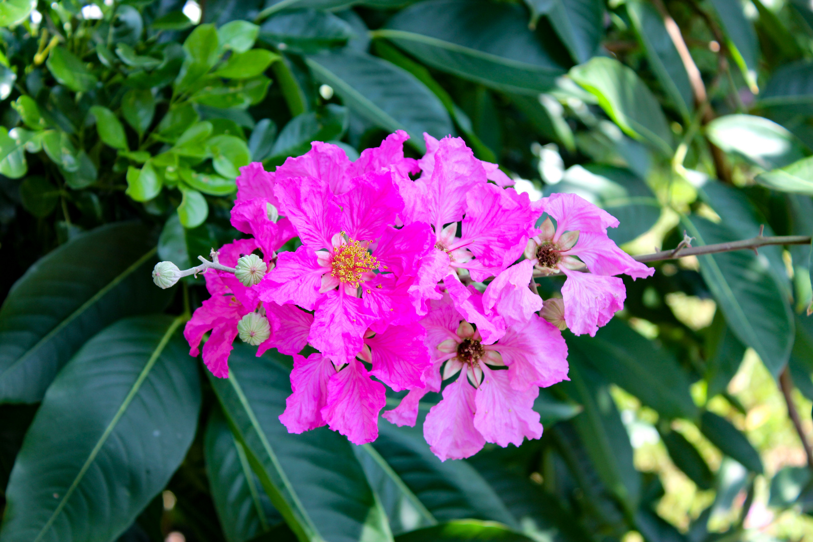 Unknown Pink Flower, Bicentennial Park, Darwin