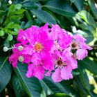 Unknown Pink Flower, Bicentennial Park, Darwin