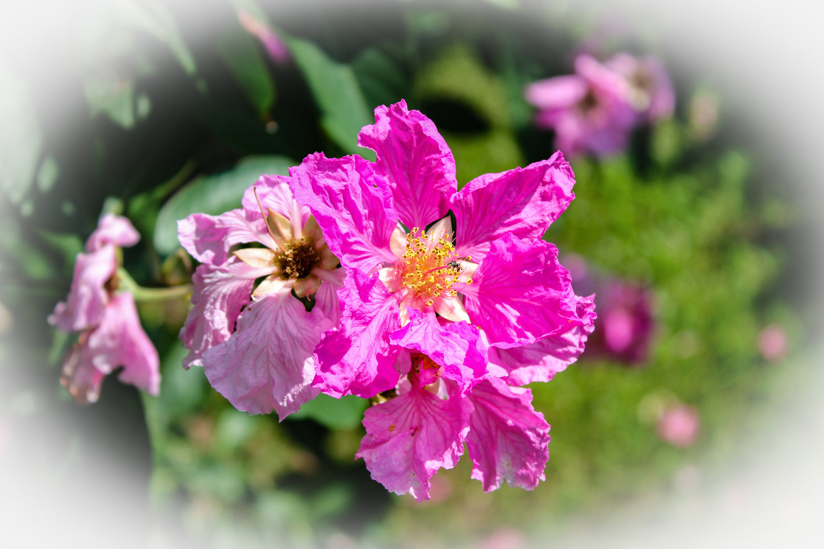 Unknown Pink Flower, Bicentennial Park, Darwin II