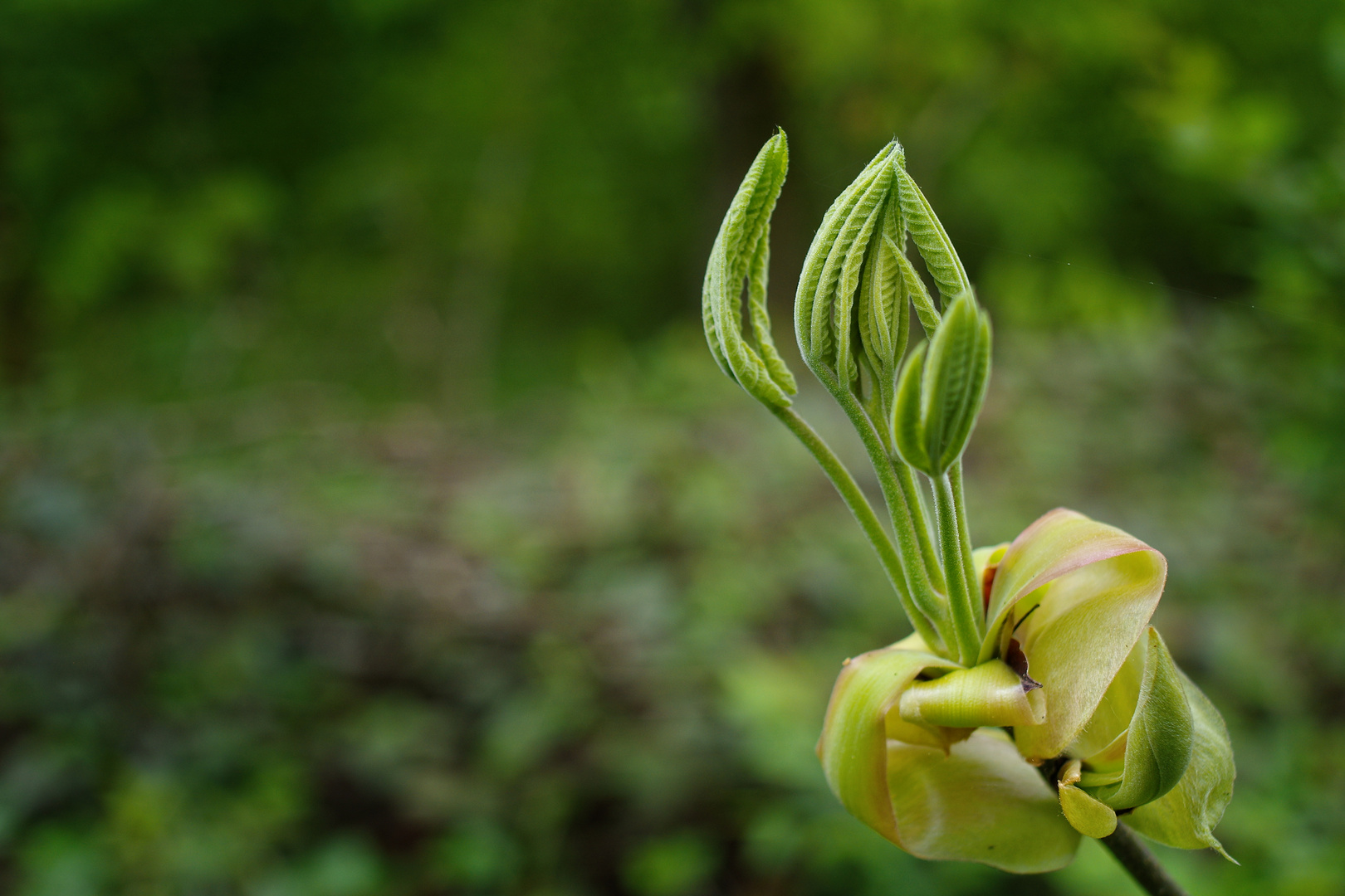 Unknown plant