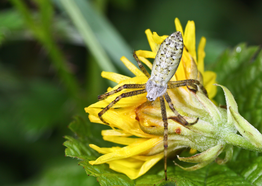 unknown spider