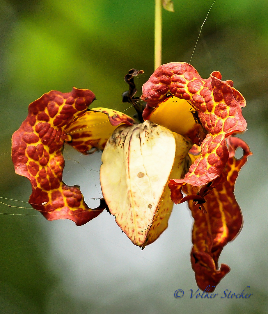 Unknown Uganda Flower