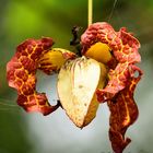 Unknown Uganda Flower