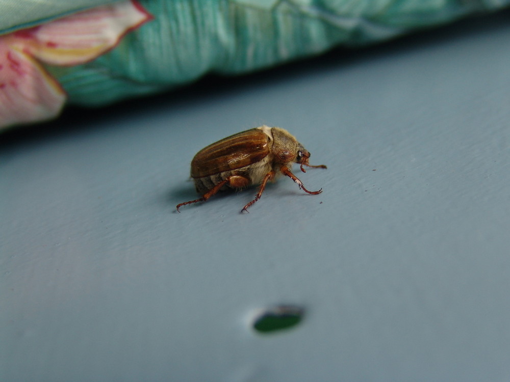 Unknown, uninvited beetle